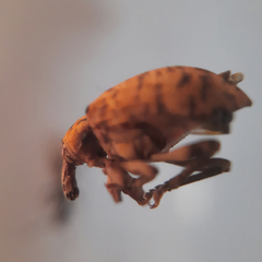 Hyperinae