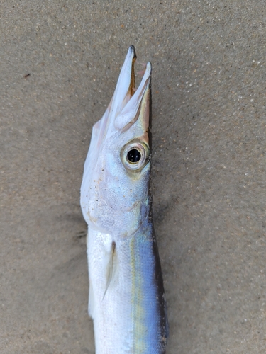 Foto de Gran barracuda (Sphyraena guachancho)