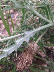 Cirsium ochrocentrum