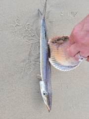 Sphyraena guachancho