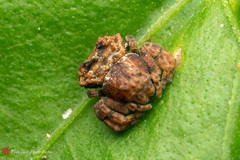 Boliscus tuberculatus