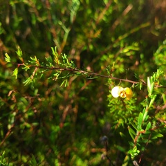 Dillwynia tenuifolia