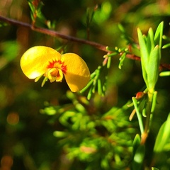 Dillwynia tenuifolia