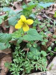 Viola pubescens