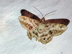 Chiasmia aestimaria
