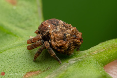 Boliscus tuberculatus