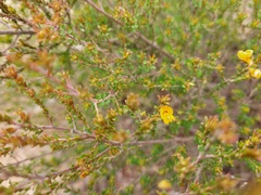 Pultenaea parviflora