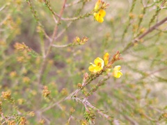 Pultenaea parviflora