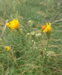 Sonchus arvensis arvensis