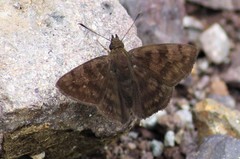Pellicia dimidiata