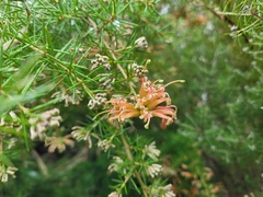 Grevillea juniperina