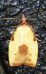 Cenopis lamberti