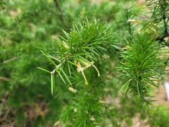 Grevillea juniperina