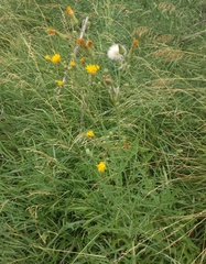 Sonchus arvensis arvensis