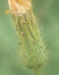 Sonchus arvensis arvensis