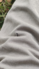 Cataulacus granulatus