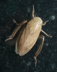Negosiana dualis
