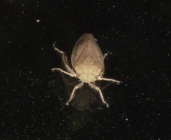 Negosiana dualis