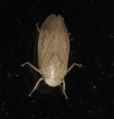 Negosiana dualis