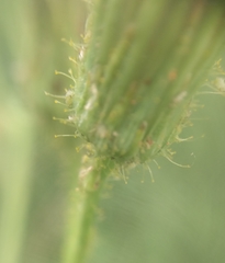 Sonchus arvensis arvensis