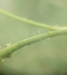 Sonchus arvensis arvensis
