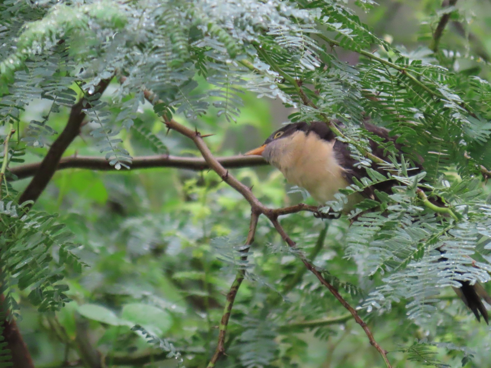 Pied Cuckoo