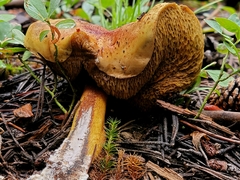 Suillus megaporinus