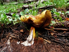 Suillus megaporinus