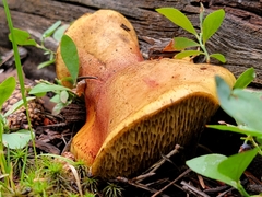 Suillus megaporinus