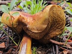 Suillus megaporinus
