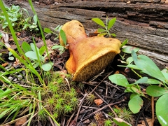 Suillus megaporinus