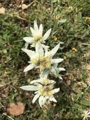 Leontopodium ochroleucum