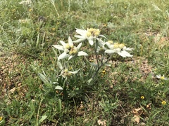 Leontopodium ochroleucum