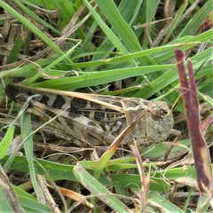 Hippiscus ocelote