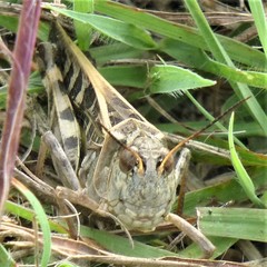 Hippiscus ocelote