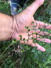 Everistia vacciniifolia nervosa
