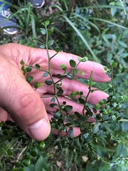 Everistia vacciniifolia nervosa