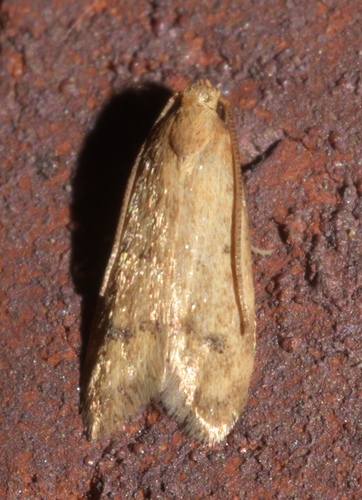 Gerdana Moth photo 5