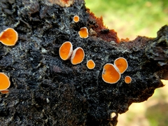 Lachnellula calyciformis