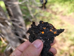 Lachnellula calyciformis