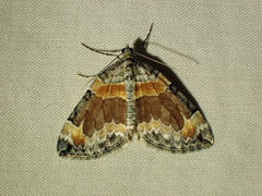 Dysstroma hersiliata