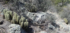Echinocereus ledingii