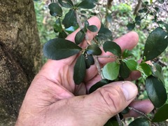 Planchonella cotinifolia