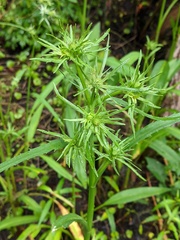 Eryngium aquaticum