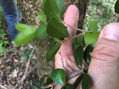 Planchonella cotinifolia