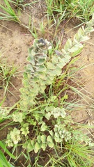 Combretum hereroense