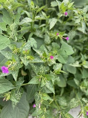 Mirabilis jalapa