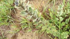 Combretum hereroense