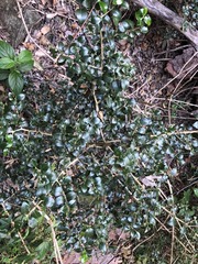 Psydrax odorata buxifolia