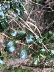 Psydrax odorata buxifolia